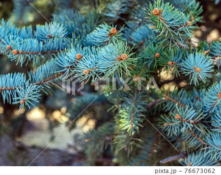 Ovaries of vernal growing cones on a Colorado blue spruce branches. The fir-needle at the background. Close-up. 76673062