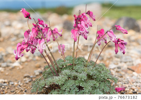 大雪山のコマクサ 76673182
