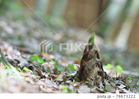 タケノコ タケノコ 76673222