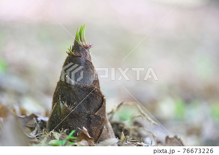 タケノコ 76673226