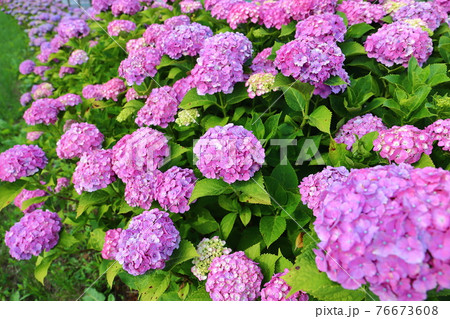 埼玉県川越市 伊佐沼東岸花畑のあじさいの写真素材