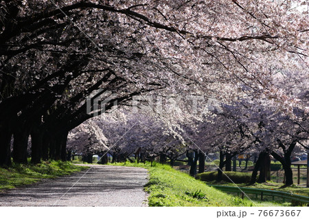 埼玉県川越市 川越水上公園桜並木の写真素材