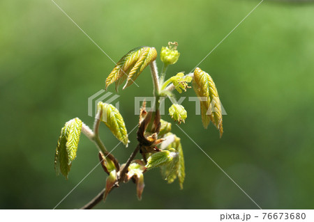 メグスリノキの花と若葉 4月撮影 メグスリノキの花と若葉 4月撮影 76673680