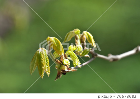 メグスリノキの花と若葉 4月撮影 メグスリノキの花と若葉 4月撮影 76673682