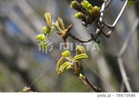 メグスリノキの花と若葉 4月撮影 メグスリノキの花と若葉 4月撮影 76673686