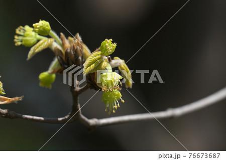 メグスリノキの花と若葉　4月撮影 76673687
