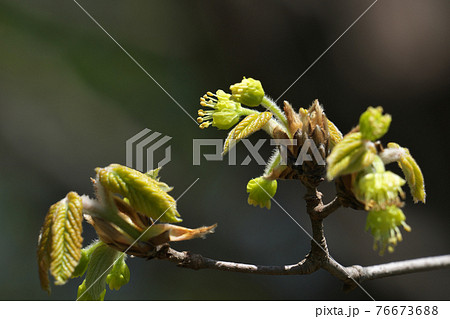 メグスリノキの花と若葉 4月撮影の写真素材 [76673688] - PIXTA