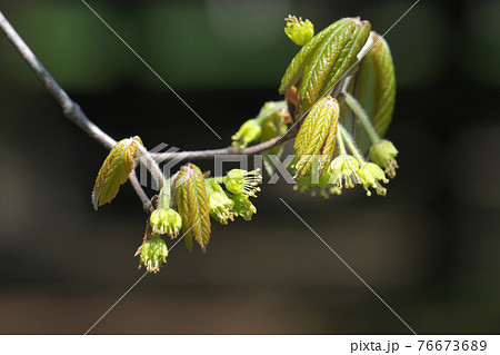 メグスリノキの花と若葉 4月撮影 メグスリノキの花と若葉 4月撮影 76673689