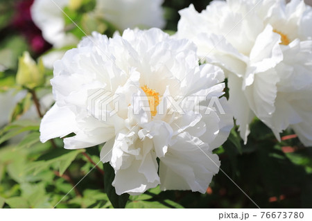 大輪の白いボタン 大輪の白いボタン 76673780