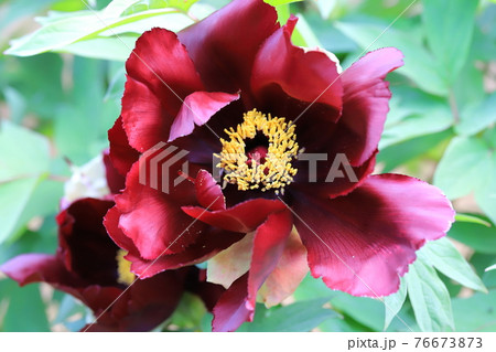 大輪のボタン　　 76673873