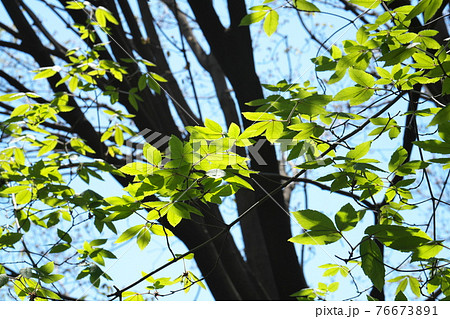 メグスリノキの鮮やかな新緑　4月撮影 76673891