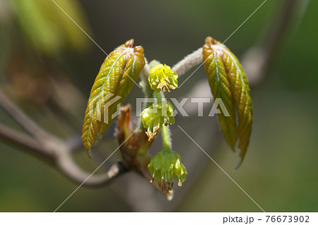 メグスリノキの花と若葉　4月撮影 76673902