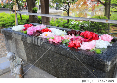 西新井大師　手水に浮かべたボタンの花　 76674089