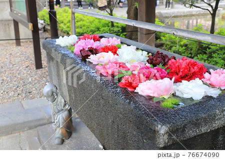 西新井大師　手水に浮かべたボタンの花　 76674090