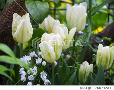 チューリップスプリンググリーン、ネモフィラブラック、アリウムの春の庭 チューリップスプリンググリーン、ネモフィラブラック、アリウムの春の庭 76674284