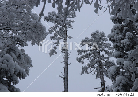 寒波、冬、霧氷、雪、英彦山、福岡県 76674523