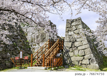 桜満開の舞鶴公園　福岡城址  天守台 76674750