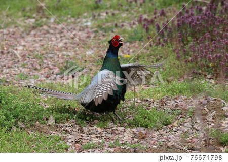 雄たけびを上げて母衣打ちするオスのキジ 雄たけびを上げて母衣打ちするオスのキジ 76674798