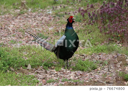 胸を張って雄たけびを上げるオスのキジ 76674800