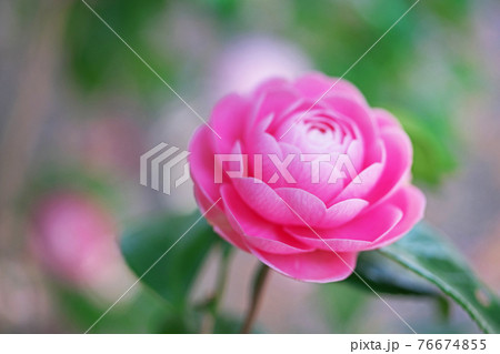 ピンクのオトメツバキの花 ピンクのオトメツバキの花 76674855