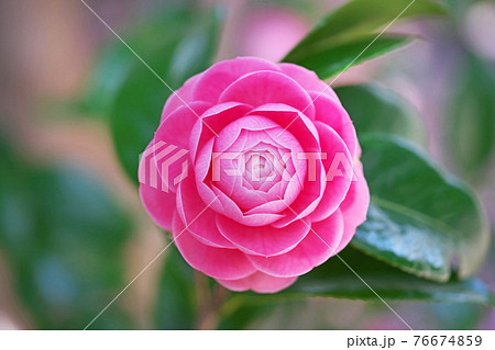ピンクのオトメツバキの花 76674859