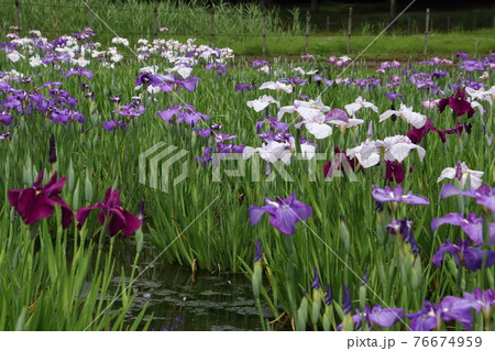 満開の北山公園菖蒲苑 76674959