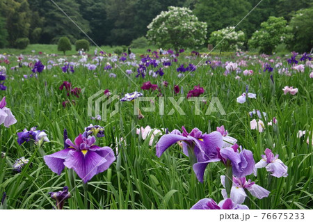 満開の北山公園菖蒲苑 満開の北山公園菖蒲苑 76675233