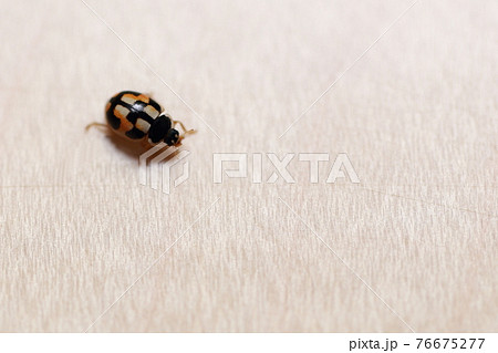 自宅のフローリングに止まったてんとう虫の成虫 (ヒメカメノコテントウ) 自宅のフローリングに止まったてんとう虫の成虫 (ヒメカメノコテントウ) 76675277