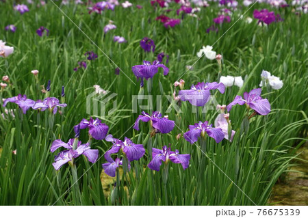 満開の北山公園菖蒲苑 満開の北山公園菖蒲苑 76675339