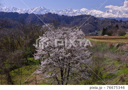 長野県長野市信更町 雪化粧の北アルプスと桜 長野県長野市信更町 雪化粧の北アルプスと桜 76675346