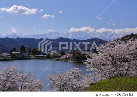 長野県長野市信更町涌池 雪化粧の北アルプスと桜 長野県長野市信更町涌池 雪化粧の北アルプスと桜 76675362
