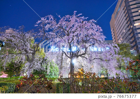 夜桜@横浜(山下公園) 夜桜@横浜(山下公園) 76675377