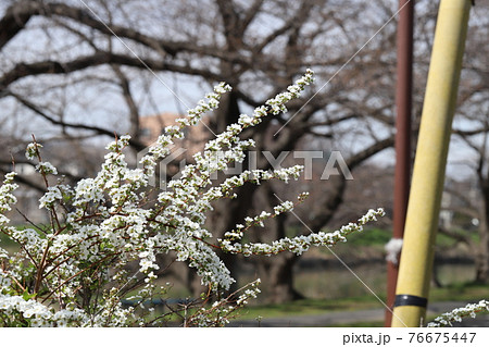早春の公園に咲くユキヤナギの白い花 76675447