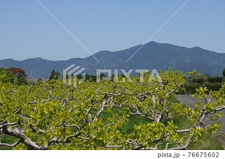 豊橋石巻 柿園と本宮山 豊橋石巻 柿園と本宮山 76675602