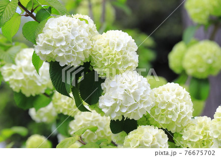 大手毬(オオデマリ)の花 大手毬(オオデマリ)の花 76675702