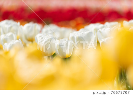 チューリップの花畑 76675707