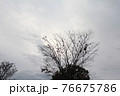 枝 76675786