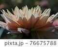花びら 76675788