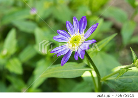 ミヤコワスレ ミヤコワスレ 76675919