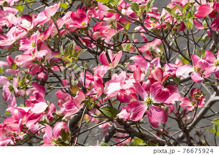 ハナミズキ 76675924