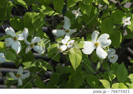 ハナミズキ 76675925