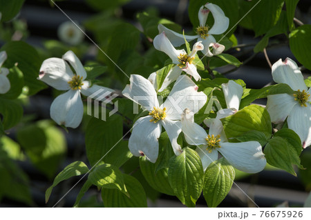 ハナミズキ 76675926
