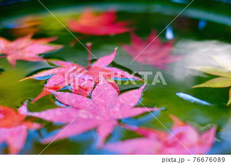 【京都】二尊院の花手水（秋） 76676089