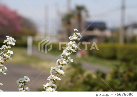 早春の公園に咲くユキヤナギの白い花 76676090