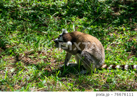 マダガスカルのワオキツネザル(Ring-tailed lemur) 76676111
