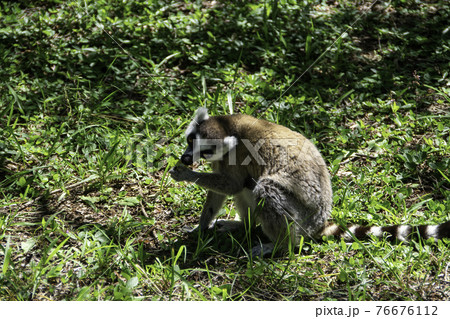マダガスカルのワオキツネザル(Ring-tailed lemur) マダガスカルのワオキツネザル(Ring-tailed lemur) 76676112