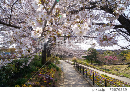 桜 波志江沼環境ふれあい公園 桜 波志江沼環境ふれあい公園 76676289
