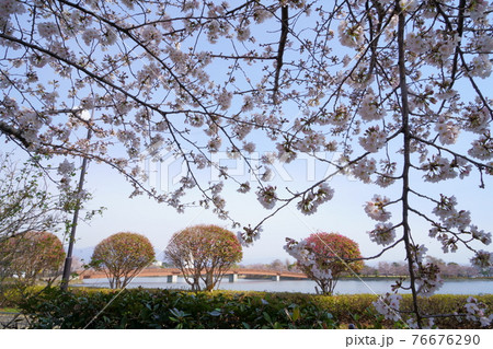桜　波志江沼環境ふれあい公園 76676290