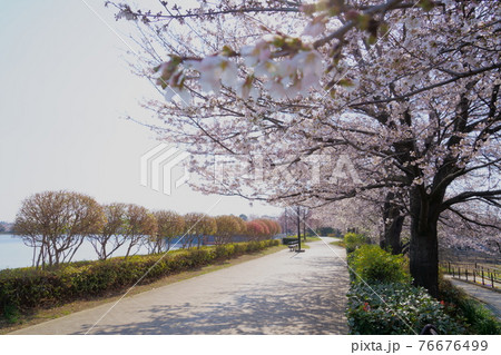 桜 波志江沼環境ふれあい公園 桜 波志江沼環境ふれあい公園 76676499