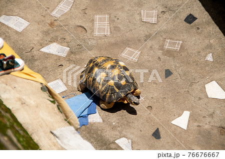 マダガスカルのホウシャガメ マダガスカルのホウシャガメ 76676667